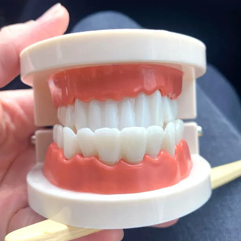 Cheap Standard Dental Model Teeth Teaching Model Plastic Teeth Model For Dentist Dental Students Studying Education Display