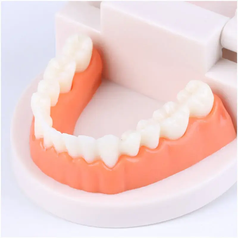 Cheap Standard Dental Model Teeth Teaching Model Plastic Teeth Model For Dentist Dental Students Studying Education Display