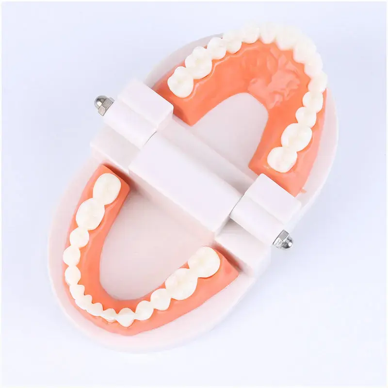 Cheap Standard Dental Model Teeth Teaching Model Plastic Teeth Model For Dentist Dental Students Studying Education Display