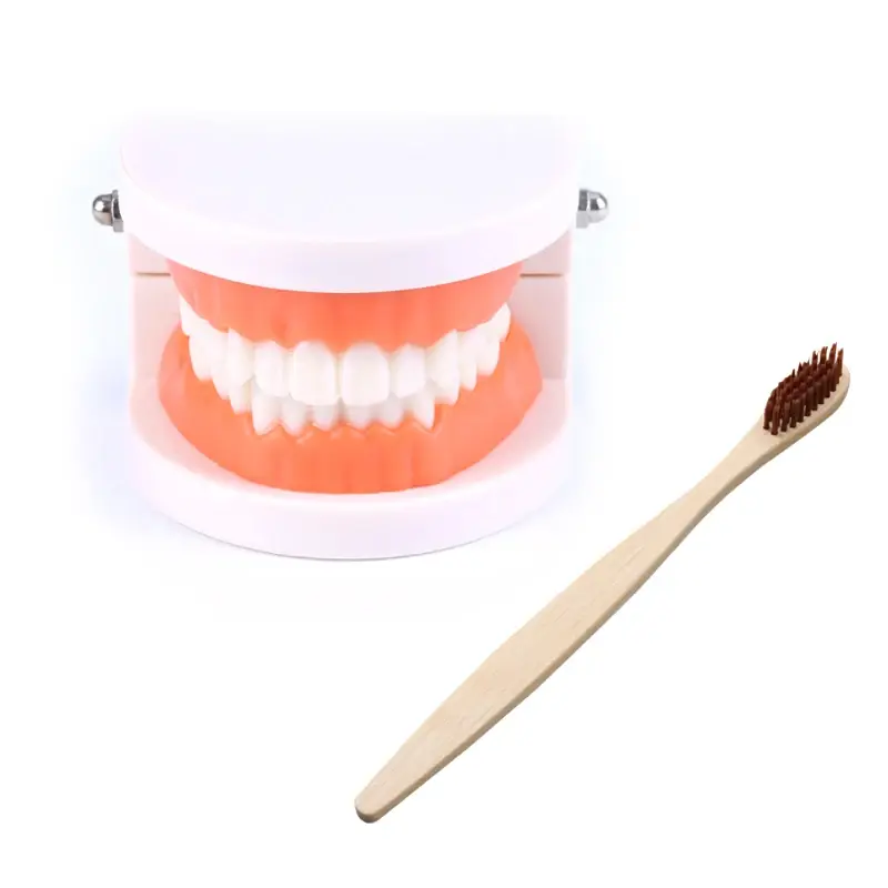 Cheap Standard Dental Model Teeth Teaching Model Plastic Teeth Model For Dentist Dental Students Studying Education Display