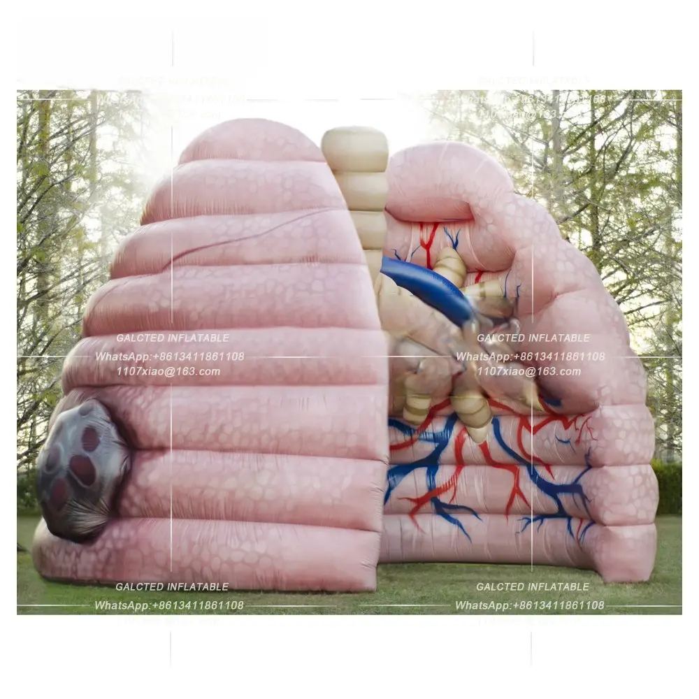 Giant Inflatable Lung Model Demonstrating School Teaching Human Organs Ballooning for Medical Activity