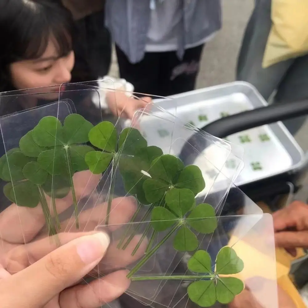 New 5/10/20/30Pcs Lucky Clover Postcards Natural Grass Transparent Wishing Cards Ideal for Bookmarks & Decorations