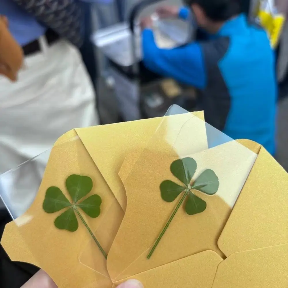 New 5/10/20/30Pcs Lucky Clover Postcards Natural Grass Transparent Wishing Cards Ideal for Bookmarks & Decorations