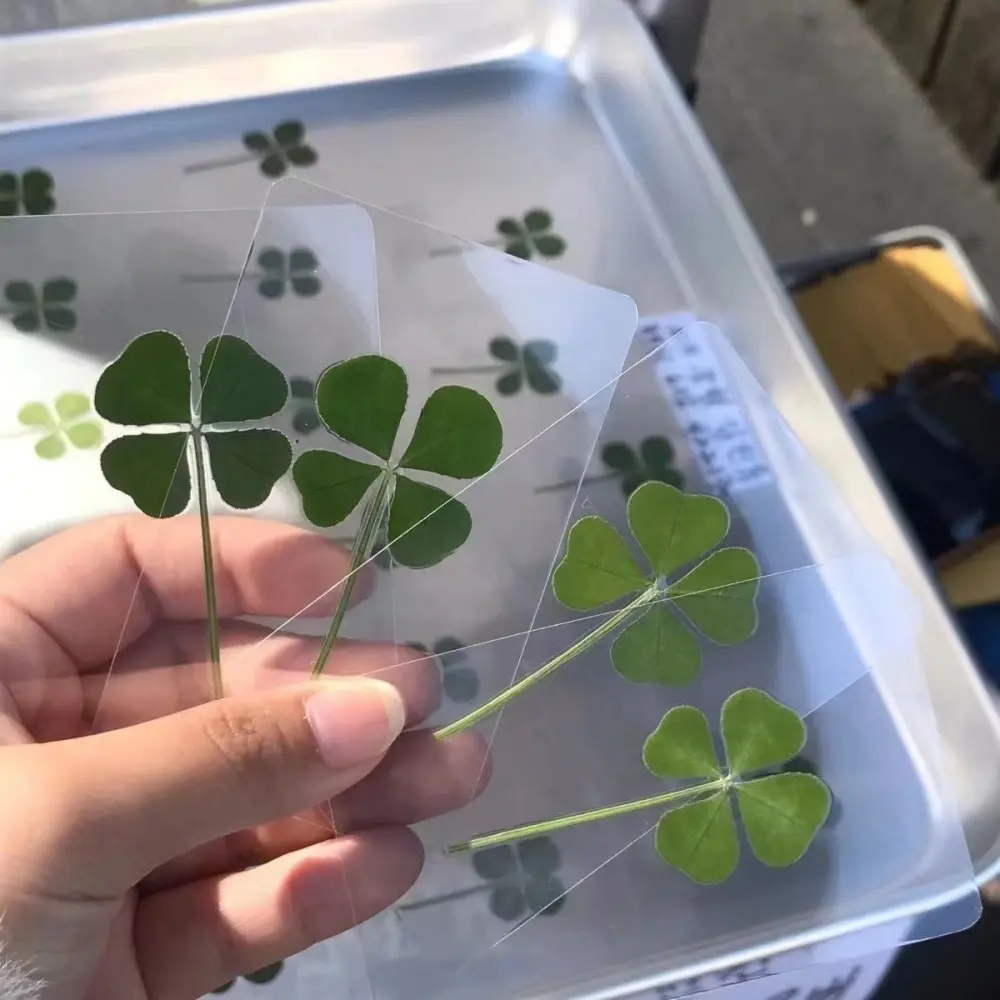 New 5/10/20/30Pcs Lucky Clover Postcards Natural Grass Transparent Wishing Cards Ideal for Bookmarks & Decorations