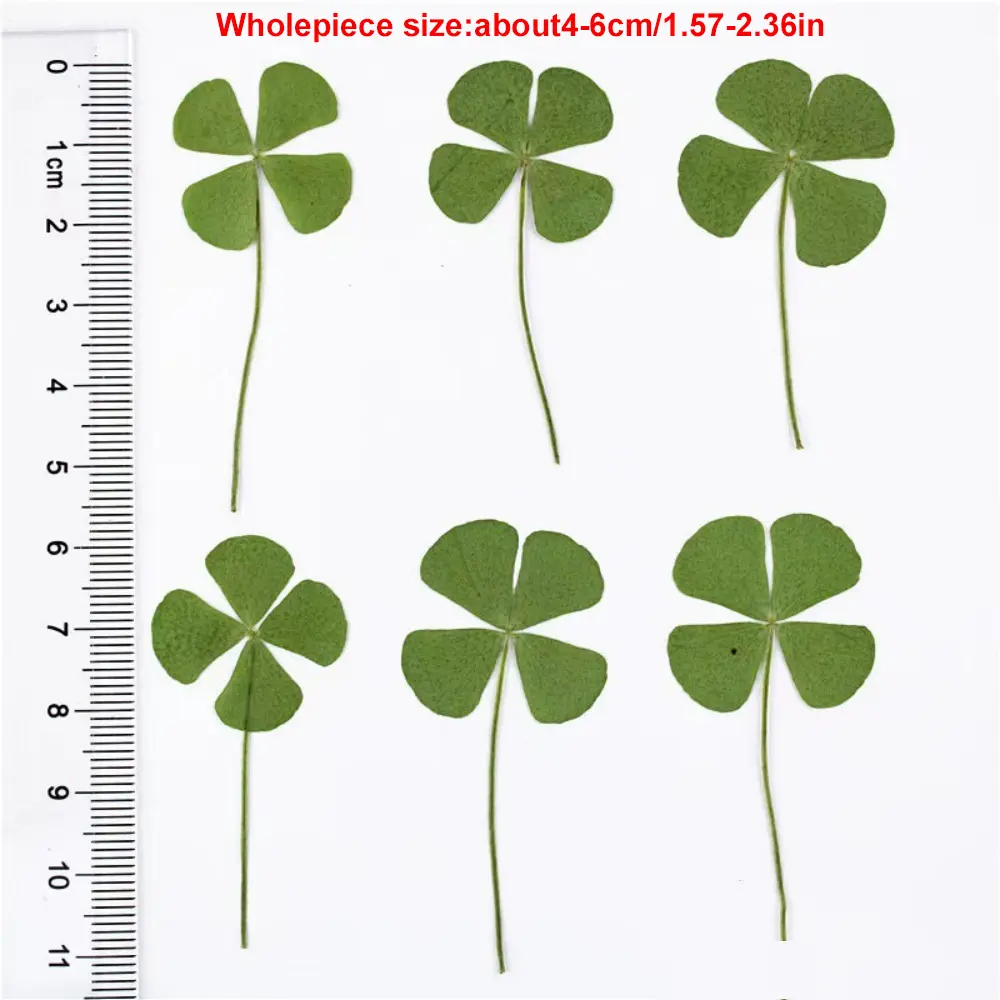 New 5/10/20/30Pcs Lucky Clover Postcards Natural Grass Transparent Wishing Cards Ideal for Bookmarks & Decorations