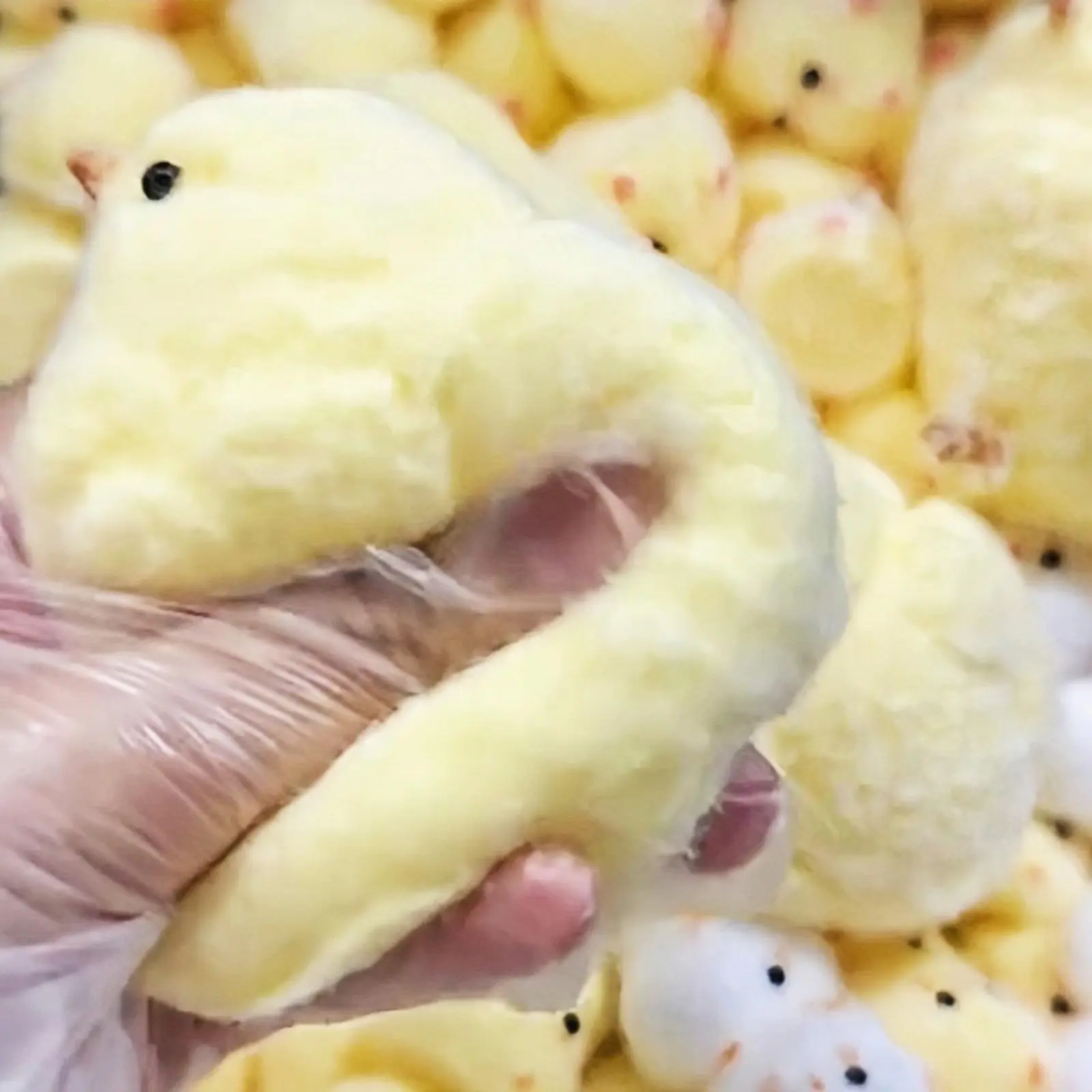 Handmade Silicone Squishy Big Chicken, Cute Taba Chicks Squeeze Squishy Chicks,Soft Squishy Fidget Toys,Chicken Stress Toy