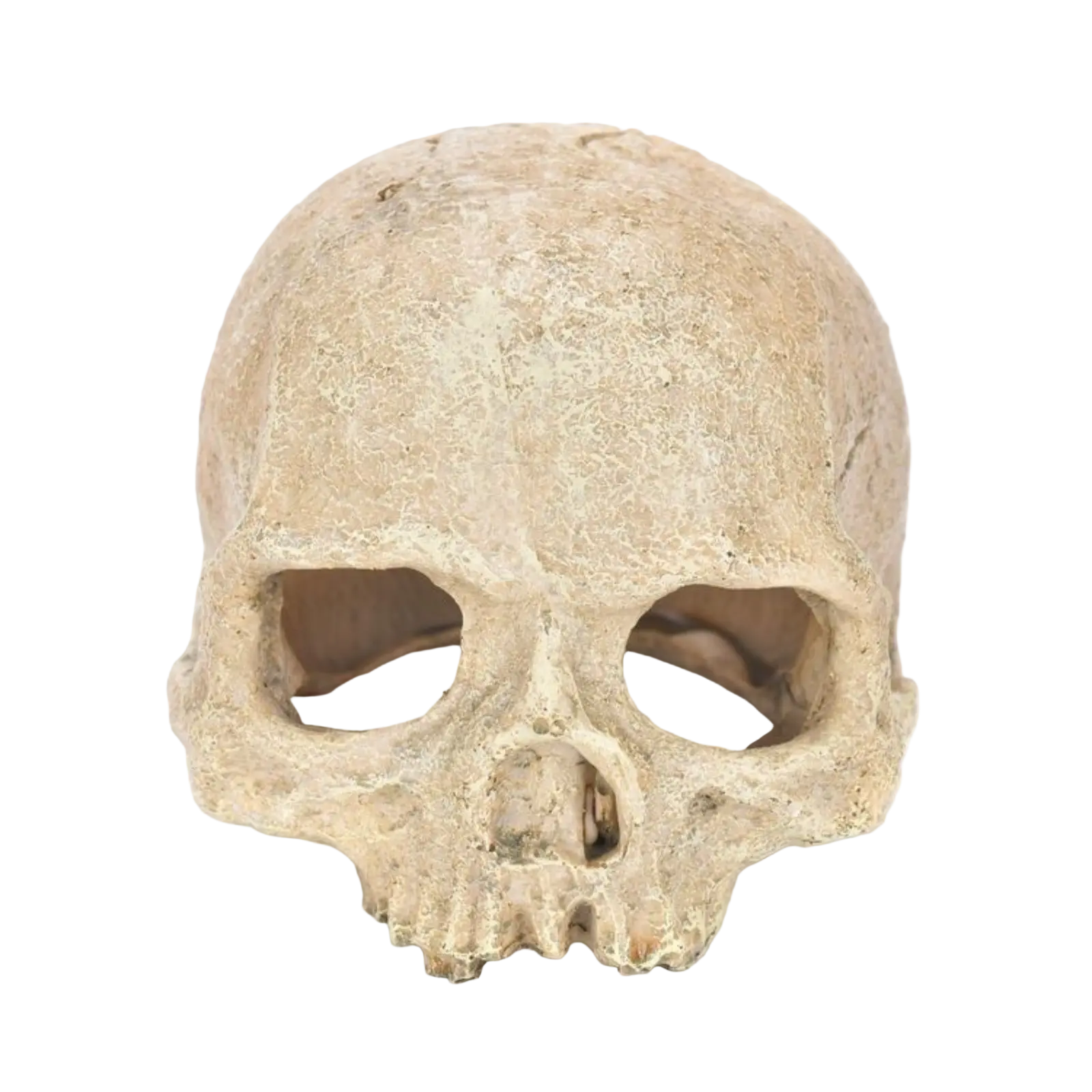Fish Tank Aquarium Skull Decoration Breeding House Simulation Resin Cranium Statue Spider Scorpion Lizard Shelter Home Ornament