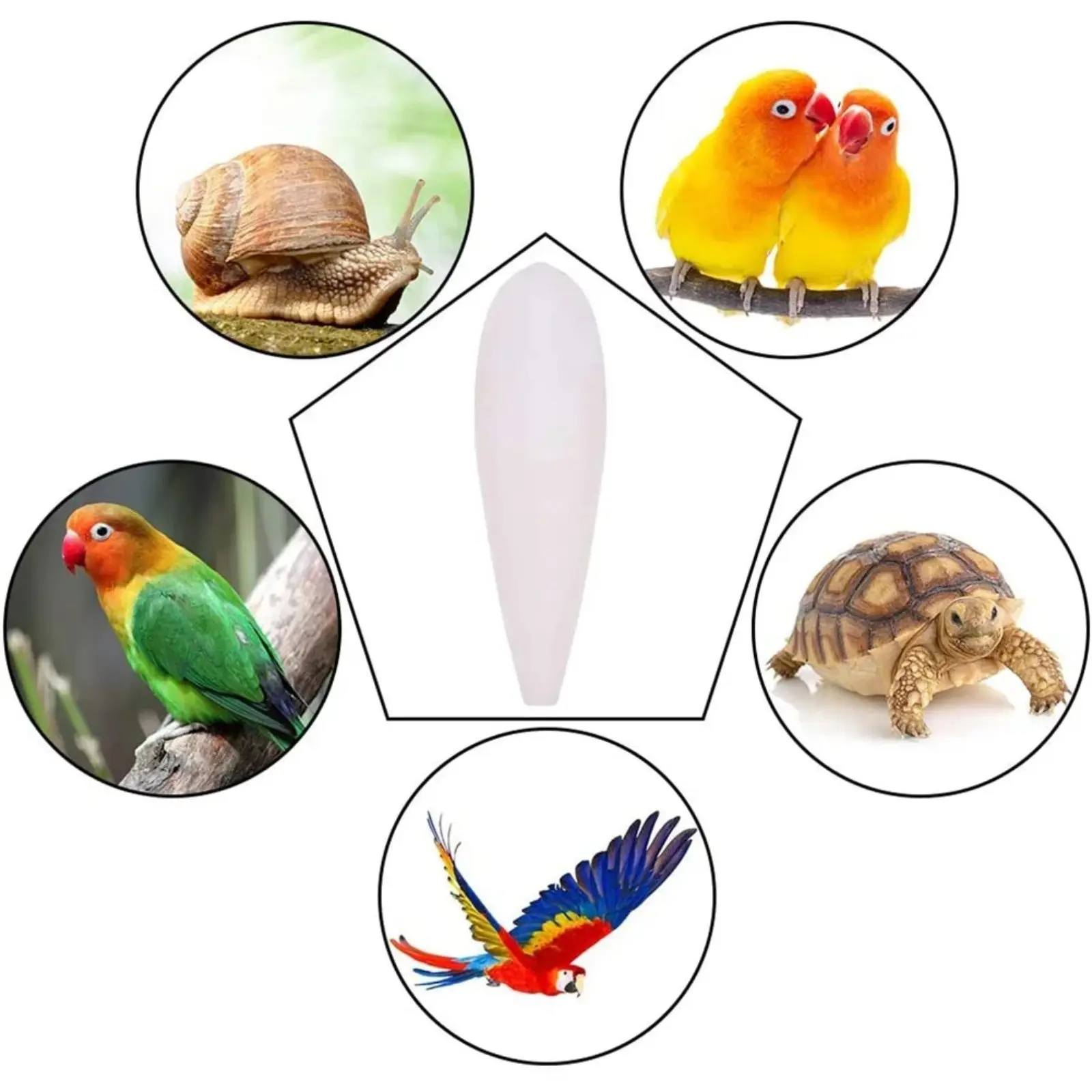 10Pcs Bird Cuttle Bone Pet Grinding Cuttlefish Bone Natural Cuddle Bone Parrot Chew Toy Chewing Cuttlefish Bone Bird Cuttlebone
