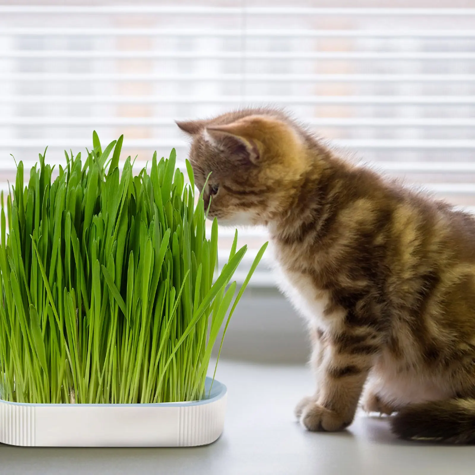 Nursery Tray Seed Germination Tray Cat Grass Growing Set Layered Feline Soilless Convenient Cat Grass Set 3 Styles Pet Supplies