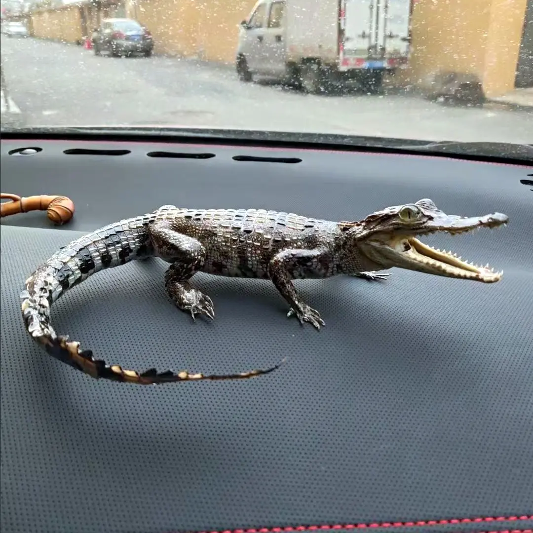 2197 Crawling Crocodile Figurine Car Decoration Realistic Animal Ornament Black Color Small Size Home Car Decoration Unique Gift