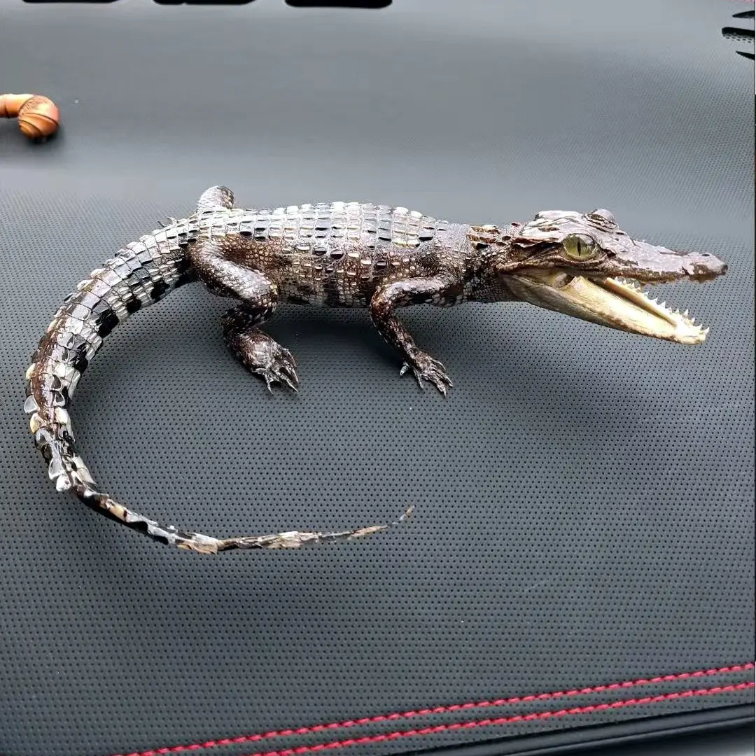2197 Crawling Crocodile Figurine Car Decoration Realistic Animal Ornament Black Color Small Size Home Car Decoration Unique Gift