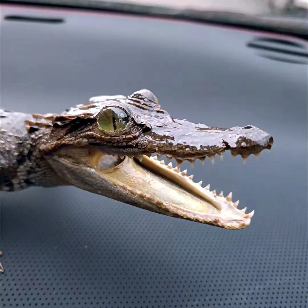 2197 Crawling Crocodile Figurine Car Decoration Realistic Animal Ornament Black Color Small Size Home Car Decoration Unique Gift