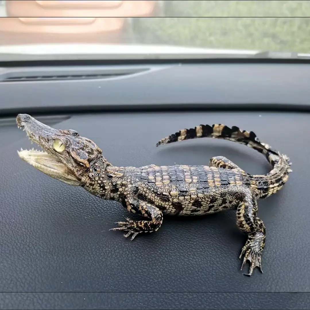 2197 Crawling Crocodile Figurine Car Decoration Realistic Animal Ornament Black Color Small Size Home Car Decoration Unique Gift