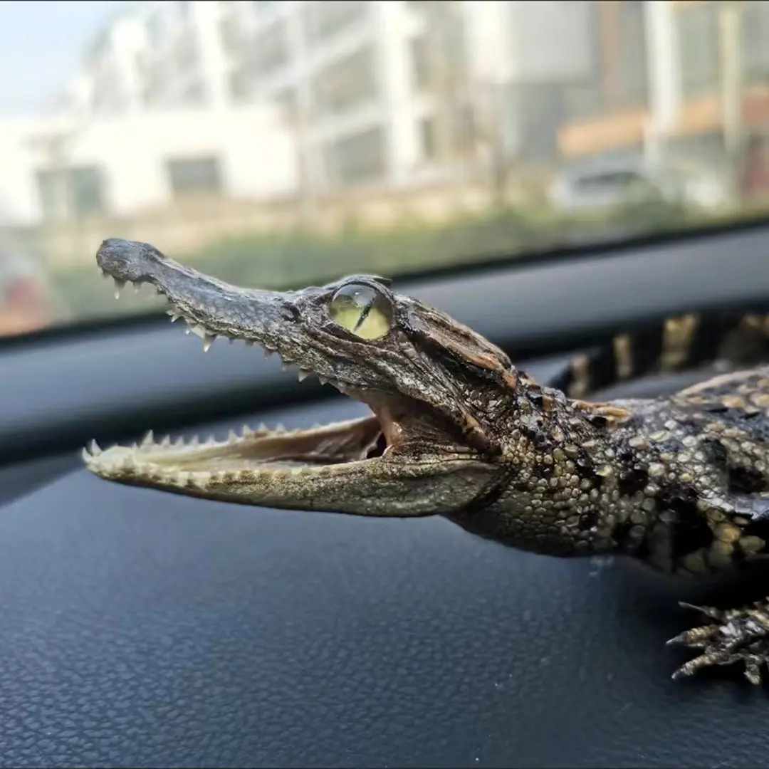 2197 Crawling Crocodile Figurine Car Decoration Realistic Animal Ornament Black Color Small Size Home Car Decoration Unique Gift