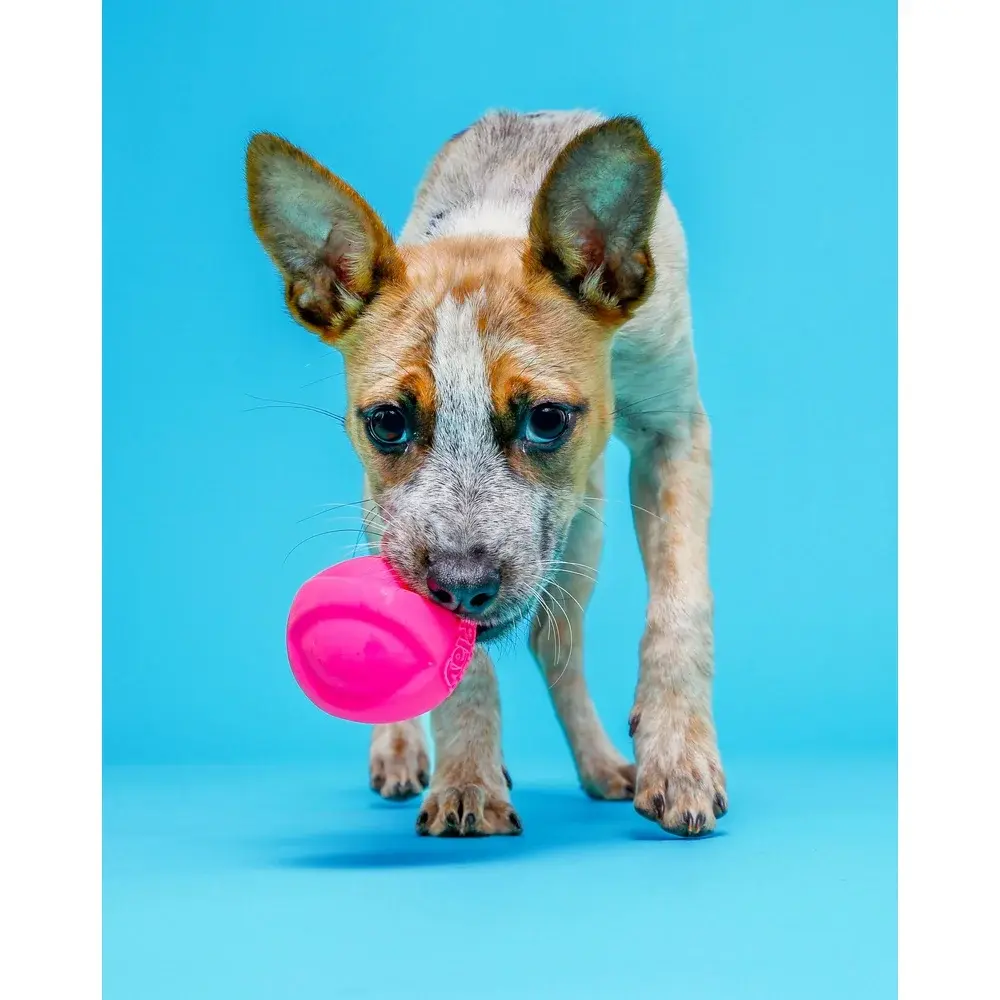 Medium Dog Toys Bacon Scented Squeaky Latex 3 Pack Dura Play Fetch Floatable Indoor Outdoor Durable Chew Toy