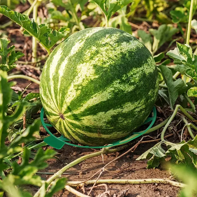 Gardening Melon And Fruit Tray, Household Watermelon Tray,Garden Fruit Anti- Rotting Bracket,Plastic Stable Tray, Watermelon She