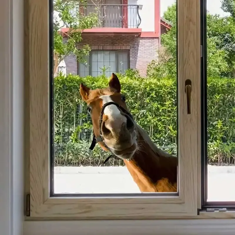 Quirky Horse Head Home Decor Glass Stickers Decorative Wall Stickers Animal Glass Stickers Background Wall Decoration