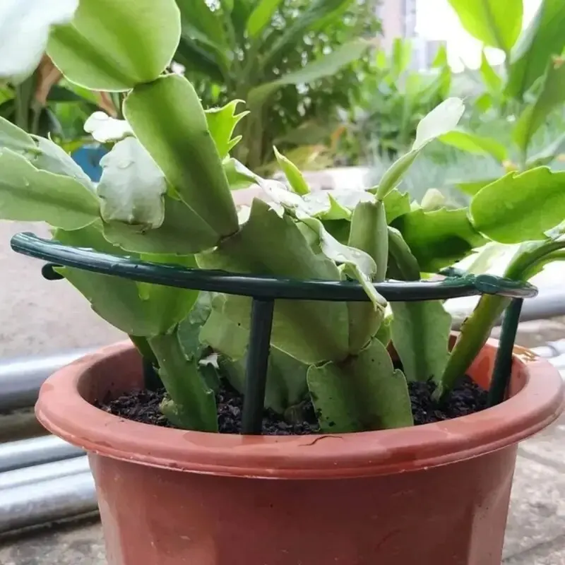 4 Pcs Crab Claw Orchid Bracket Double-layer GardeningFlower Rack,Plant Climbing Vine Rack Orchid Green Apple Anti FallingAnd Lea