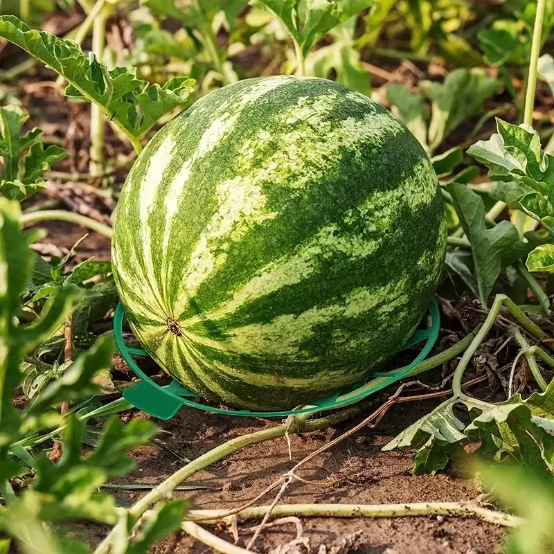 Gardening Melon And Fruit Tray, Household Watermelon Tray,Garden Fruit Anti- Rotting Bracket,Plastic Stable Tray, Watermelon She