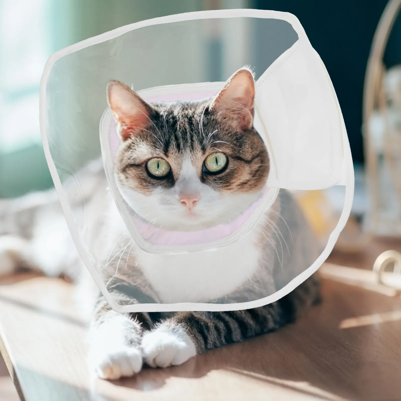 Kitten Collars Conical Necklace Small Cat Cone Adjustable Recovery Pet after Surgery Pink for