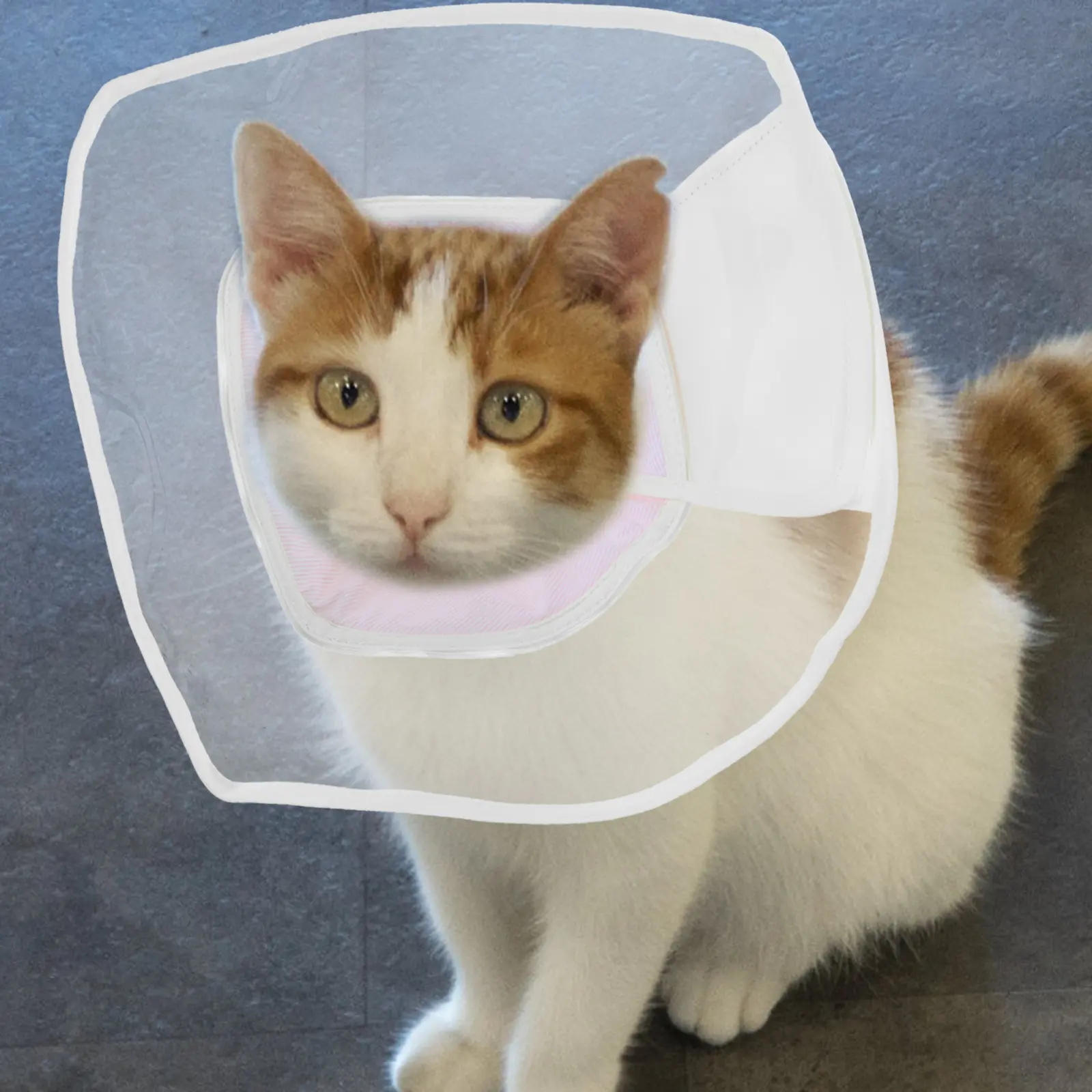 Kitten Collars Conical Necklace Small Cat Cone Adjustable Recovery Pet after Surgery Pink for