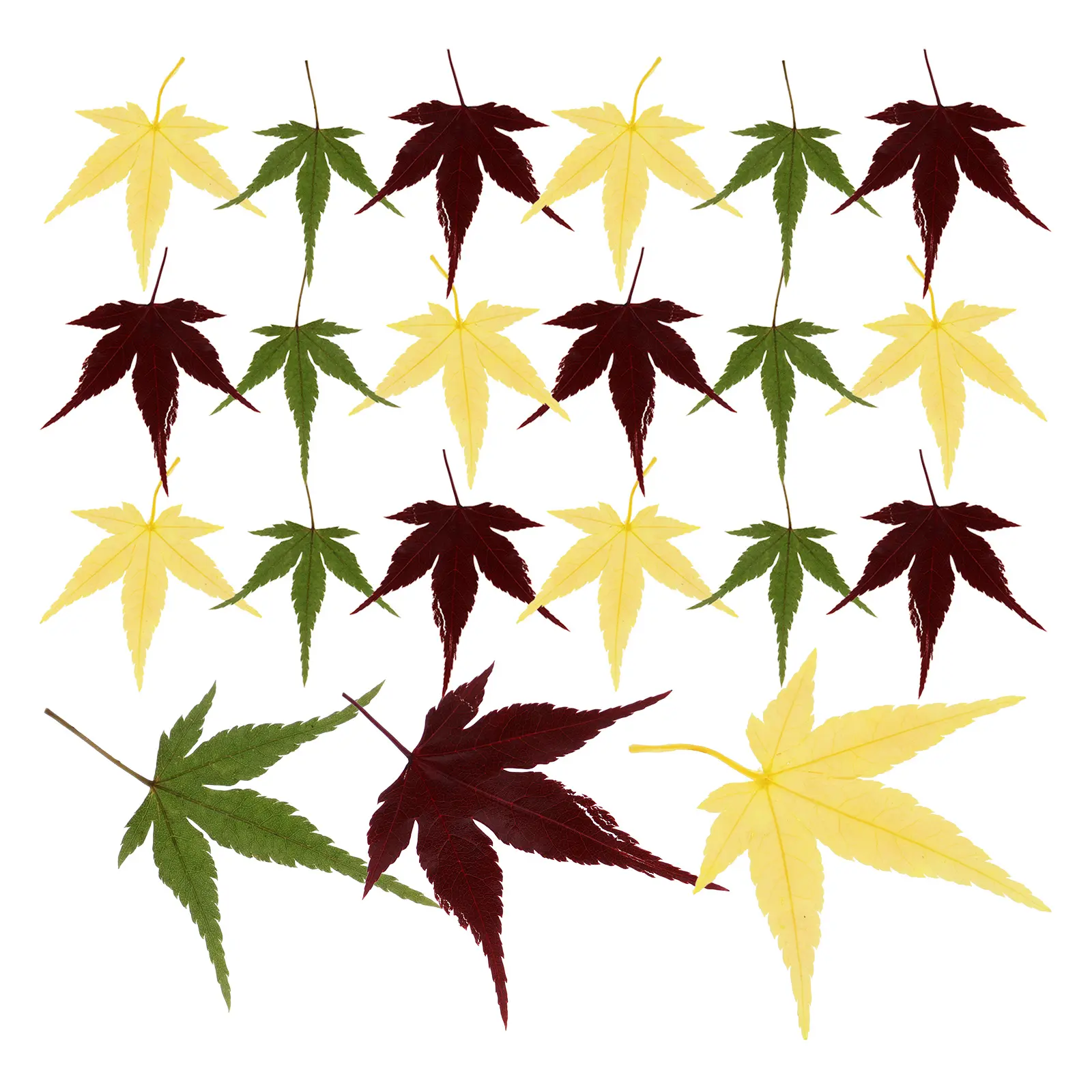 30pcs Maple Red Green Vacuum Tray Food Dish Sushi Leaf Decors Embellishment Food Sushi Leaf Decors Decor Dish Decor
