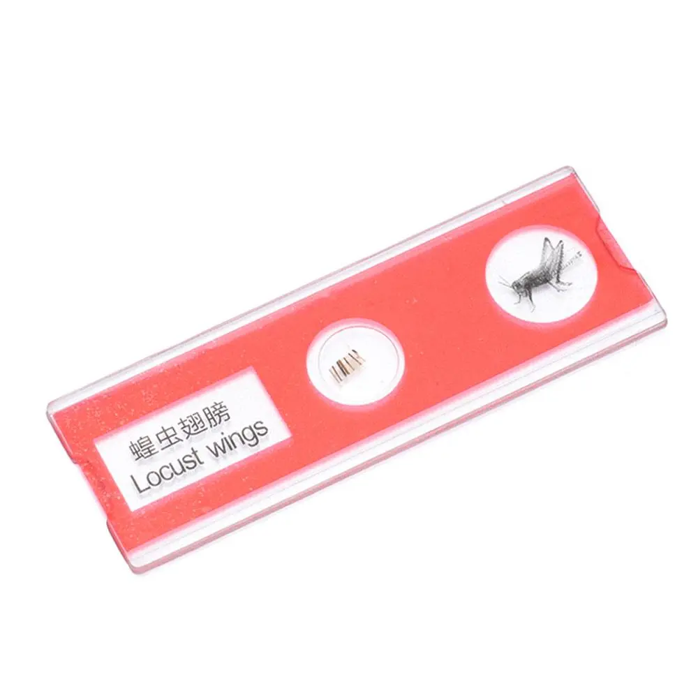 Animals Insects Plants Flowers Sample Specimens Prepared Microscope Slides for Children Homeschooling Biology Science Programs