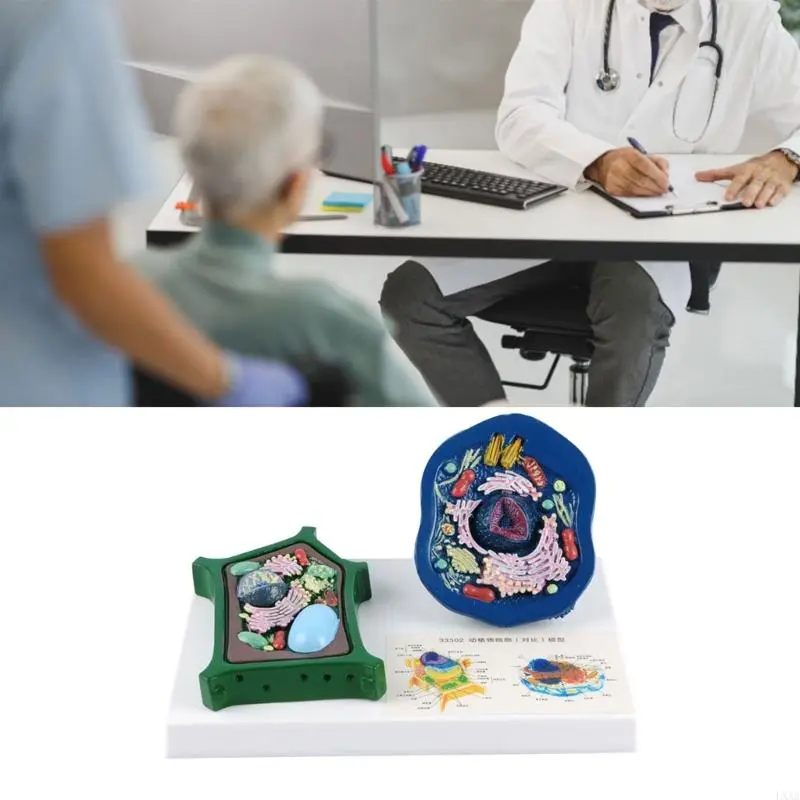 LXAA Anatomical Animal Plant Cell Model With Detacheable Parts Biology Classroom Teaching Animal and Plant Cell Model For Lab