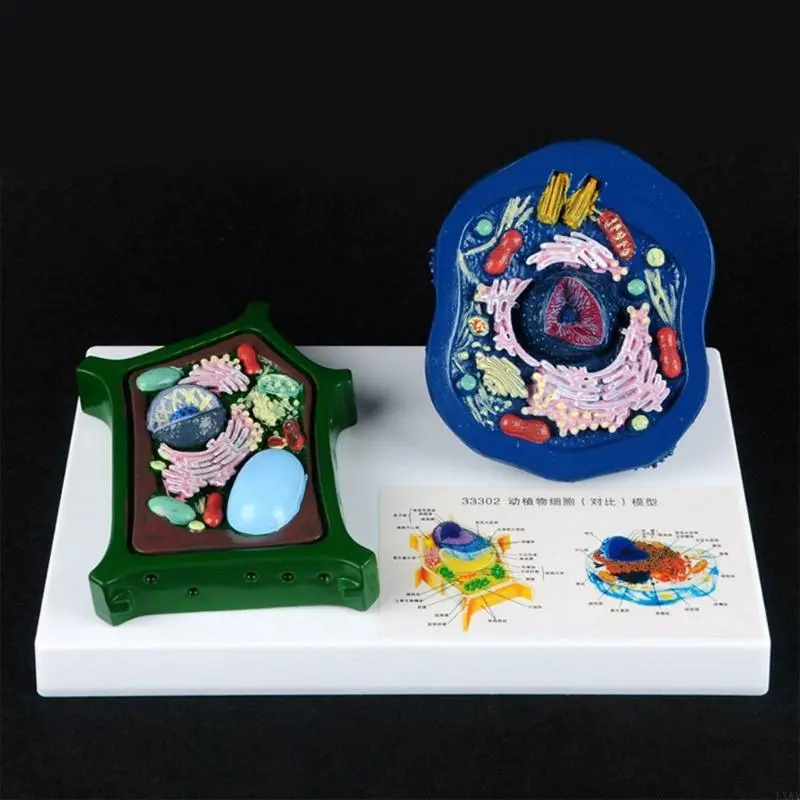 LXAA Anatomical Animal Plant Cell Model With Detacheable Parts Biology Classroom Teaching Animal and Plant Cell Model For Lab