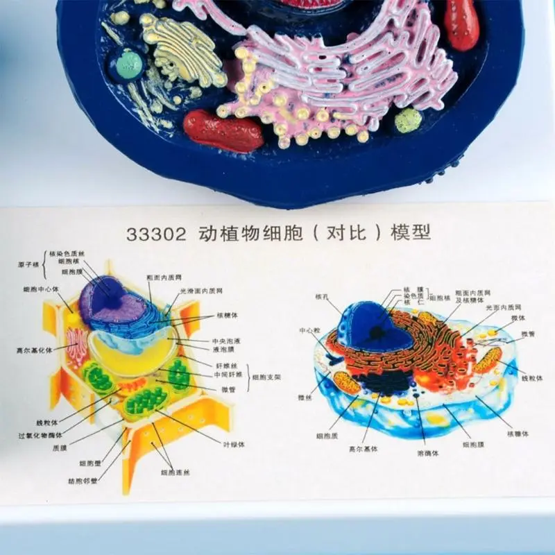 LXAA Anatomical Animal Plant Cell Model With Detacheable Parts Biology Classroom Teaching Animal and Plant Cell Model For Lab