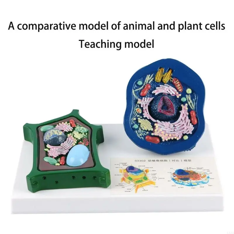 LXAA Anatomical Animal Plant Cell Model With Detacheable Parts Biology Classroom Teaching Animal and Plant Cell Model For Lab