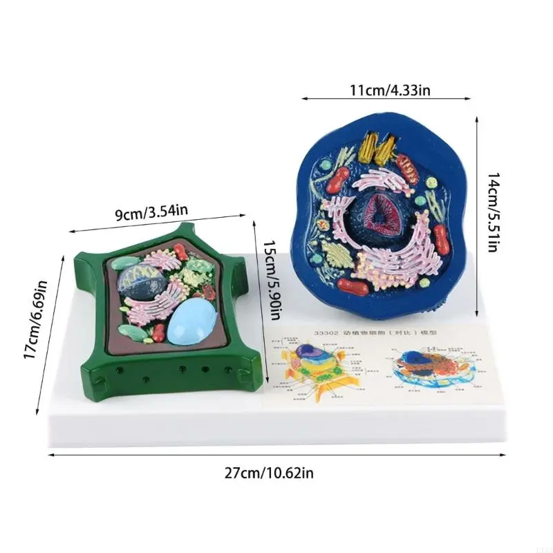 LXAA Anatomical Animal Plant Cell Model With Detacheable Parts Biology Classroom Teaching Animal and Plant Cell Model For Lab