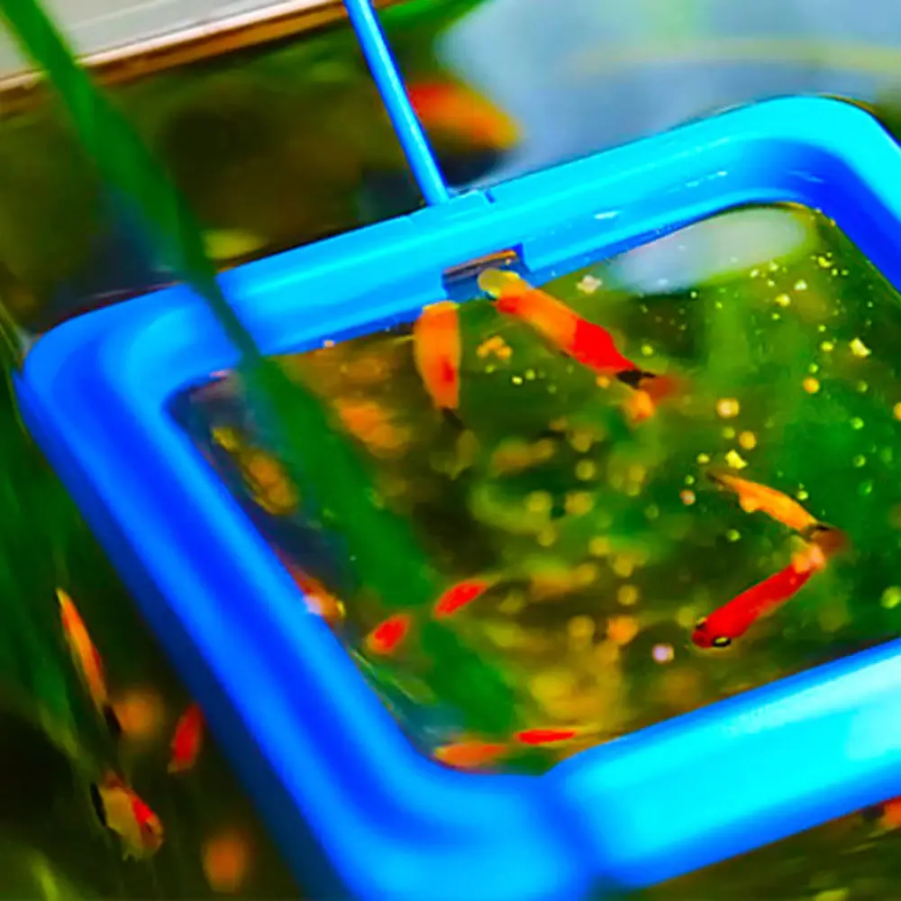 2pcs Aquarium Feeding Ring Floating Food Tray Fish Tank Station  Square Round Feeder  Fish Feeding Suction Cup Aquarium Supplies