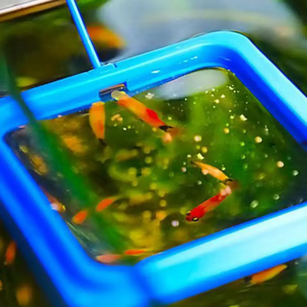 Aquarium Feeding Ring Fish Tank Station Floating Food Tray Feeder Water Plant Buoyancy Suction Cup Square Circle Accessory