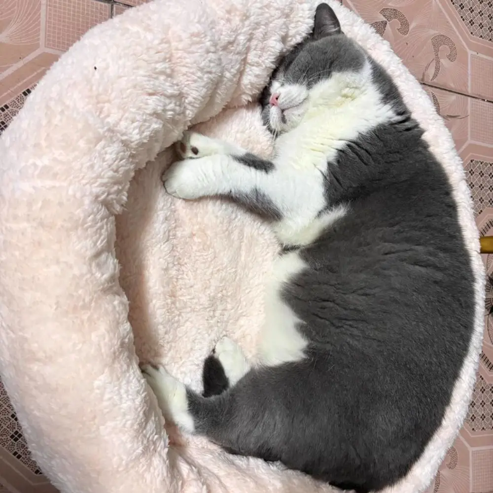 Cotton Pet Sleeping Pad Comfortable Pet Bed Cat Dog Home Soft Sleeping Bed For Small And Medium Sized Cats And Dogs Pet Supplies