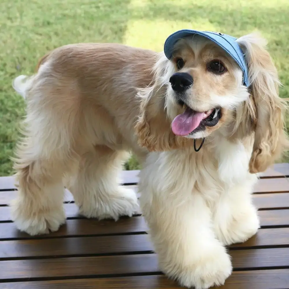 Pet Hat Summer Outdoor Dog Hat with Ear Holes Colorful Adjustable Baseball Cap for Small Medium Dogs Cats Pet Supplies