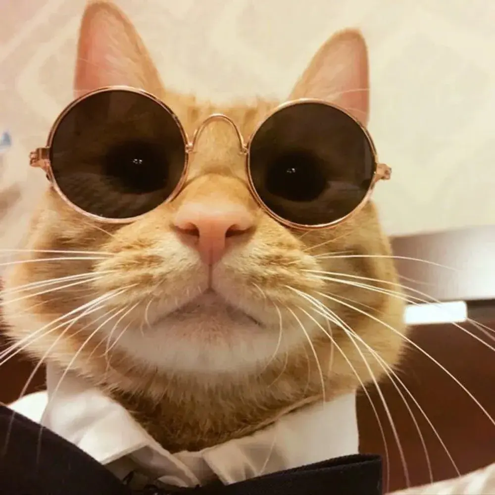 Round Cat Sunglasses Reflection Eyewear Funny Pet Glasses for Small Dogs Cats Puppy Kitten Photos Props Cat Accessories