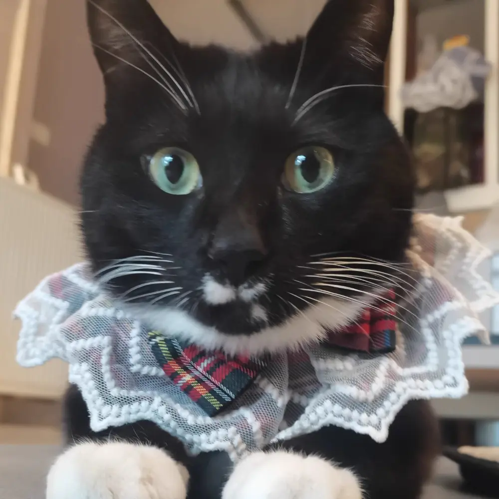 Cute Lace Bow Pet Scarf Washable Puppy Cat Necklace Accessories Bowtie Gift JK Academy Style Pet Drool Towel Cat Dog Bibs