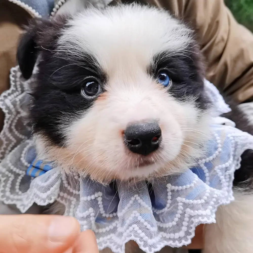 Cute Lace Bow Pet Scarf Washable Puppy Cat Necklace Accessories Bowtie Gift JK Academy Style Pet Drool Towel Cat Dog Bibs