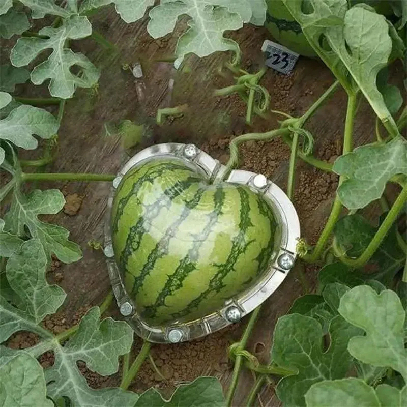 Vegetable Growing Mould Heart Shaped Watermelon Shaping Mould With Breathable Hole Reusable Shaping Tool For Fun Cultivation
