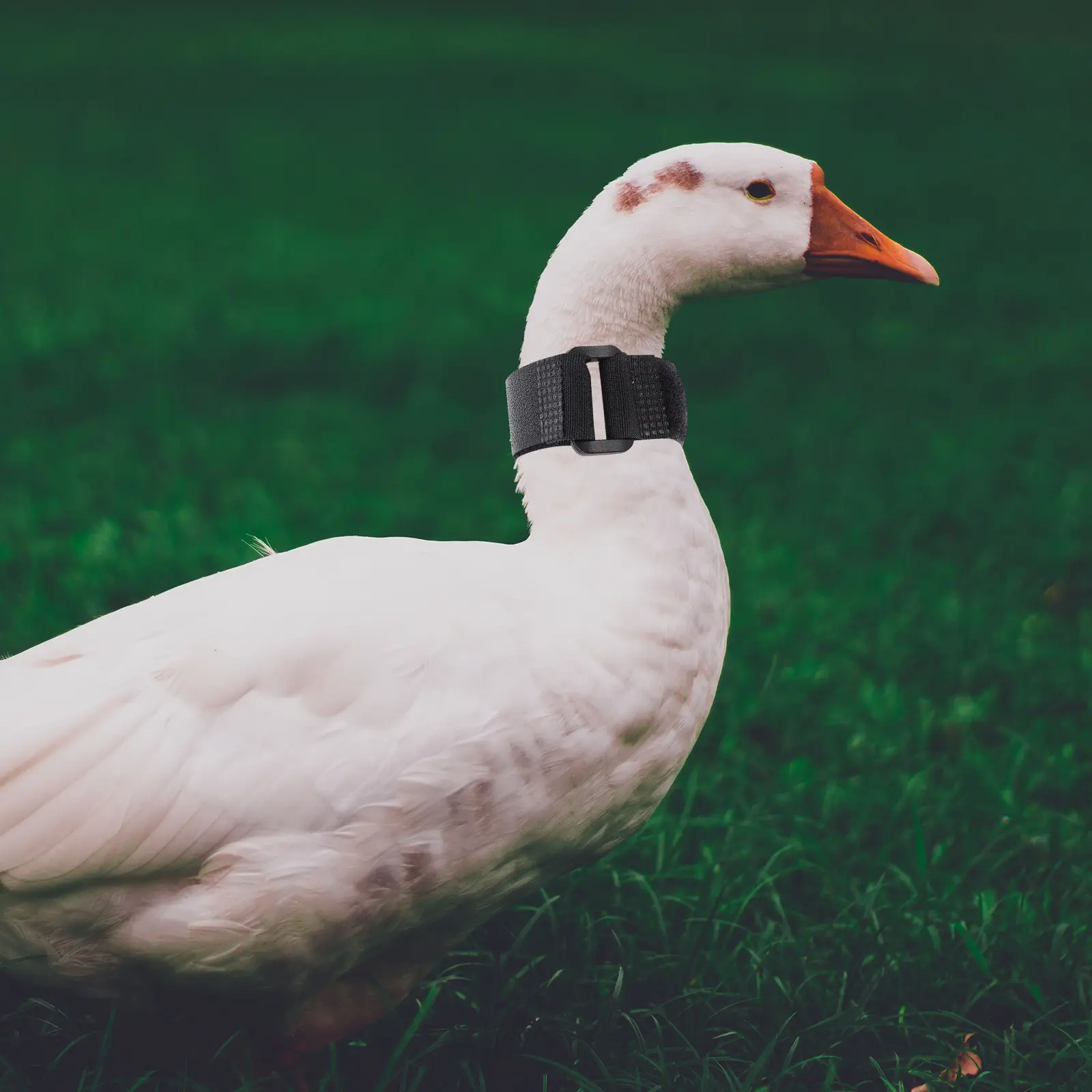 4pcs Anti Crowing Collar Black 2 Adjustable Nylon Noise Free Rooster Poultry Supply Long Lasting Practical Safe