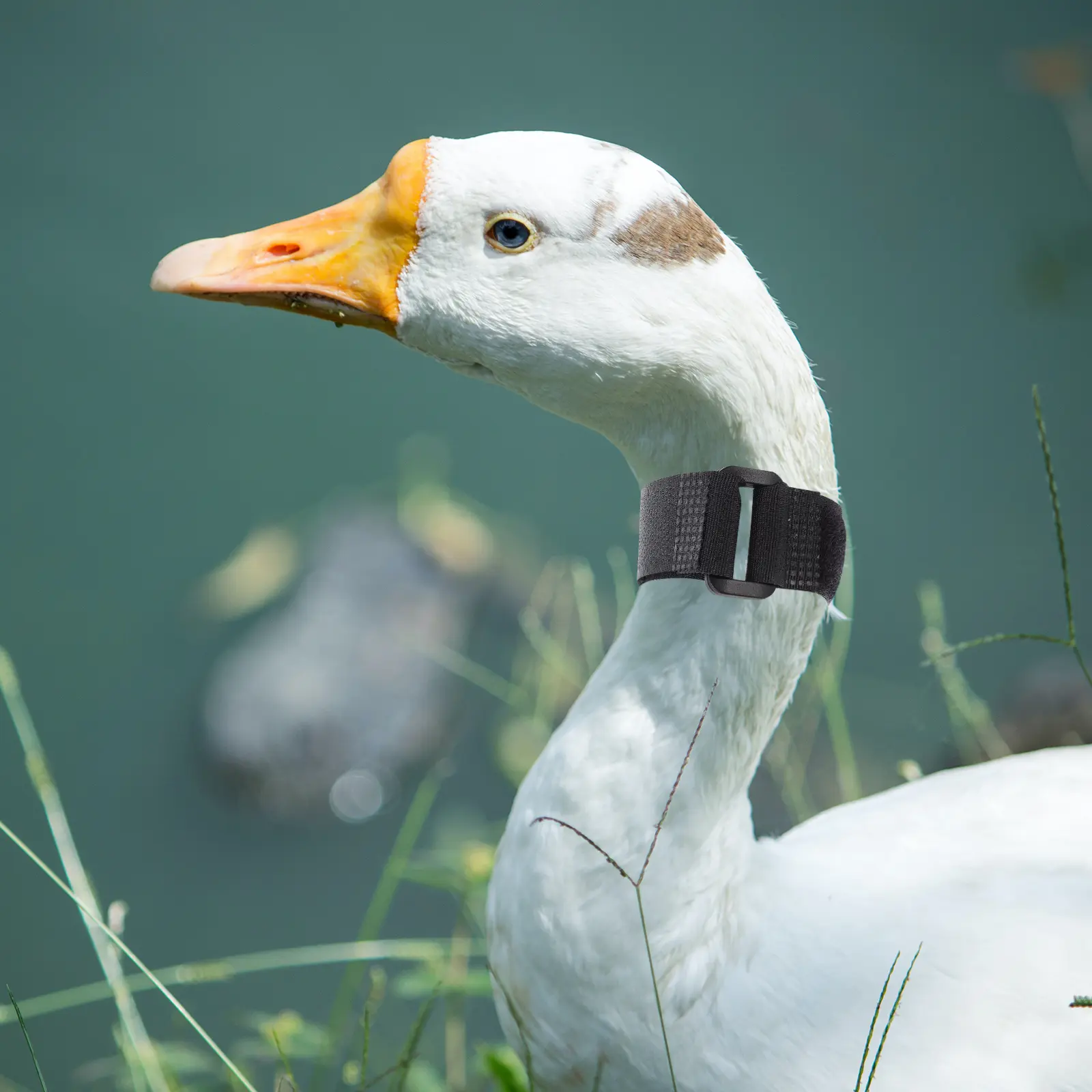 4pcs Anti Crowing Collar Black 2 Adjustable Nylon Noise Free Rooster Poultry Supply Long Lasting Practical Safe