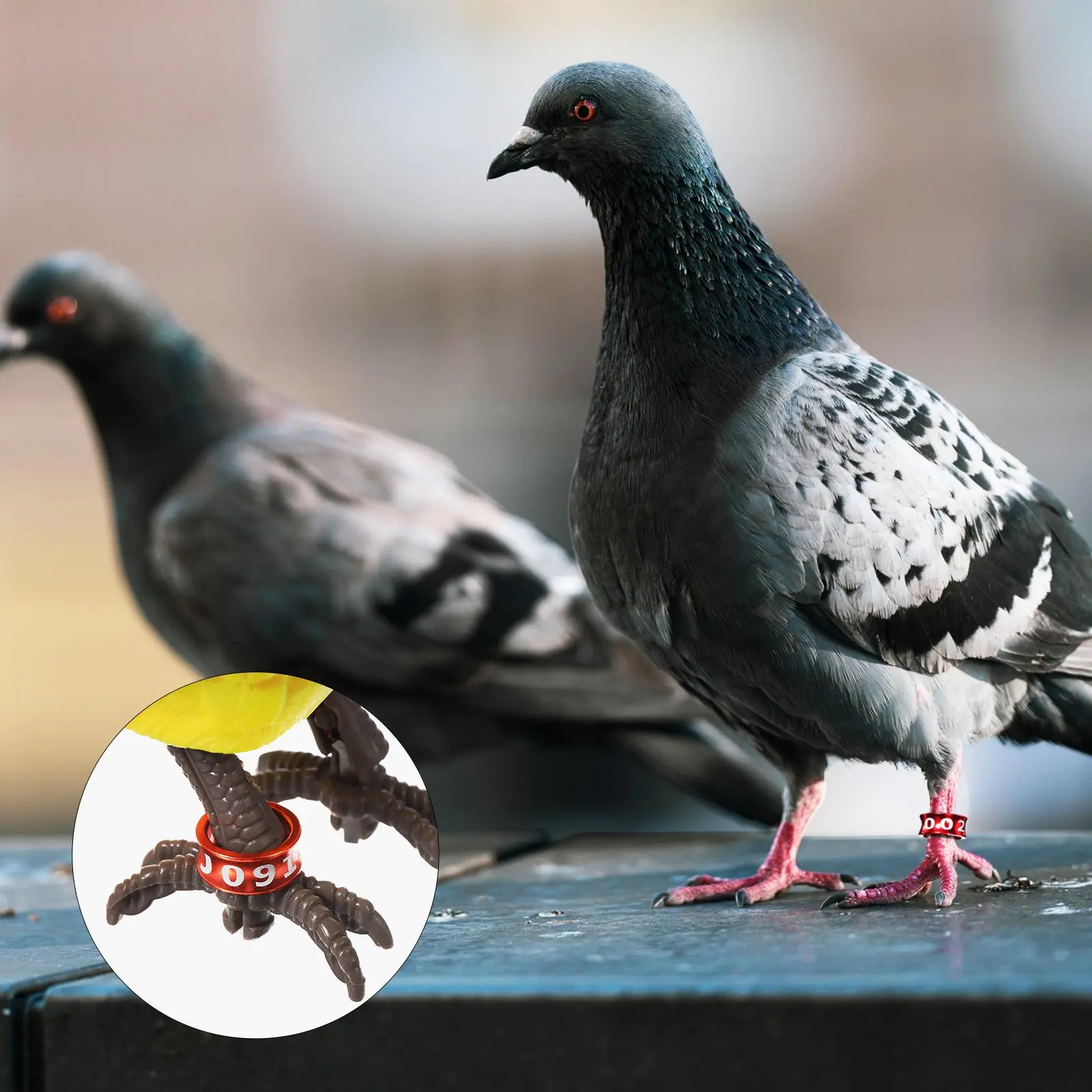 50 Pcs Metal Colorful Closed Ring Bird Leg Bands Numbers For Parrots Chickens Anti Lost Leg Rings Pet Accessories Poultry