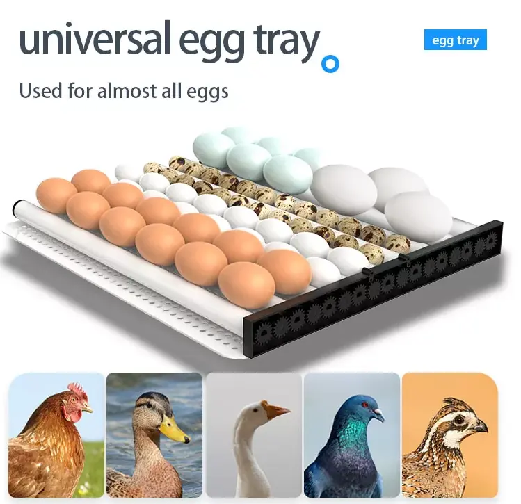64 Eggs Poultry Egg Incubators Hatching Machine Automatic Chicken Egg Incubator for Sale
