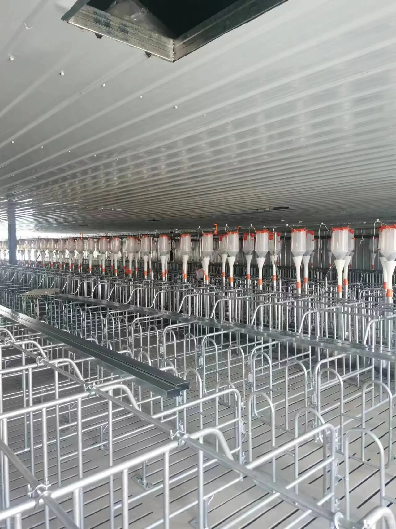 pig feeding equipment used pig farm equipmentautomatic pig feeding system
