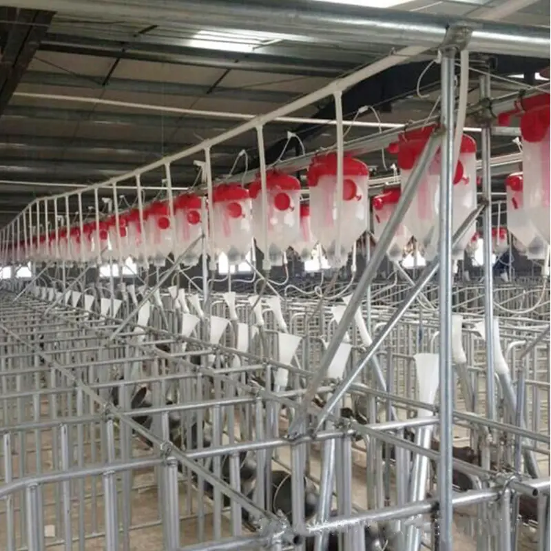 Farm Automatic Pig Feeding System Pig Automatic Feeding Equipment