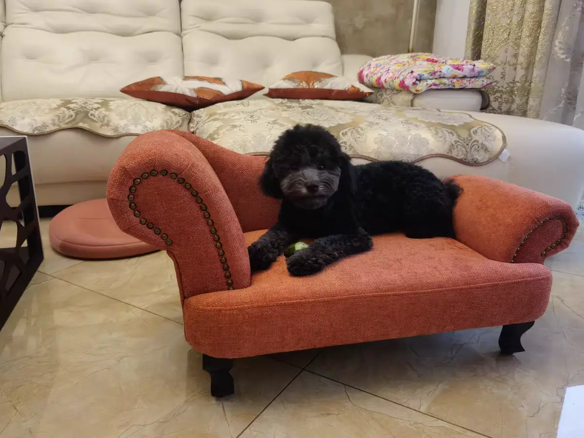 American style cat-specific small sofa for all seasons universal cat bed solid wood dog bed pet bed chaise longue