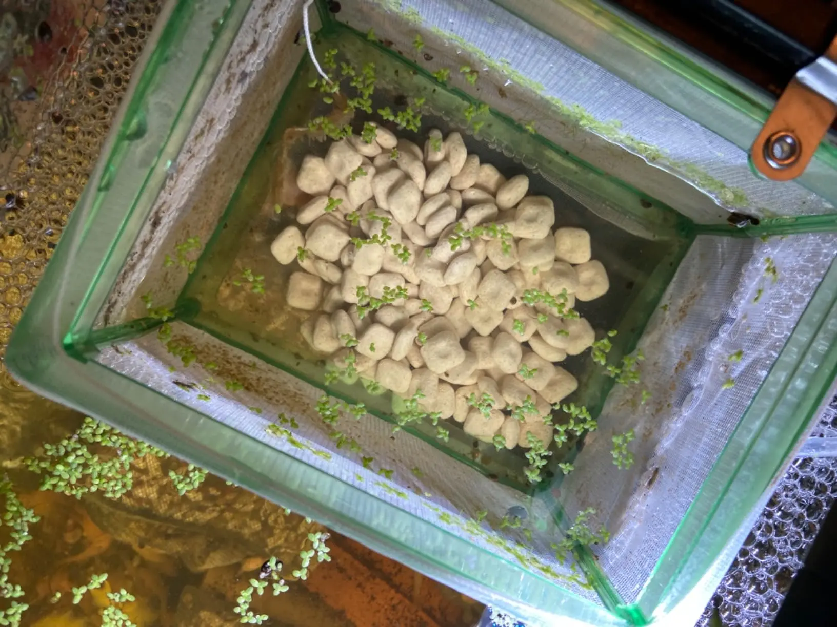 Ceramic Biological Filter Media with Vast Surface Area for Fish Tank Sump, Canister Filter, Koi Ponds Customized Package