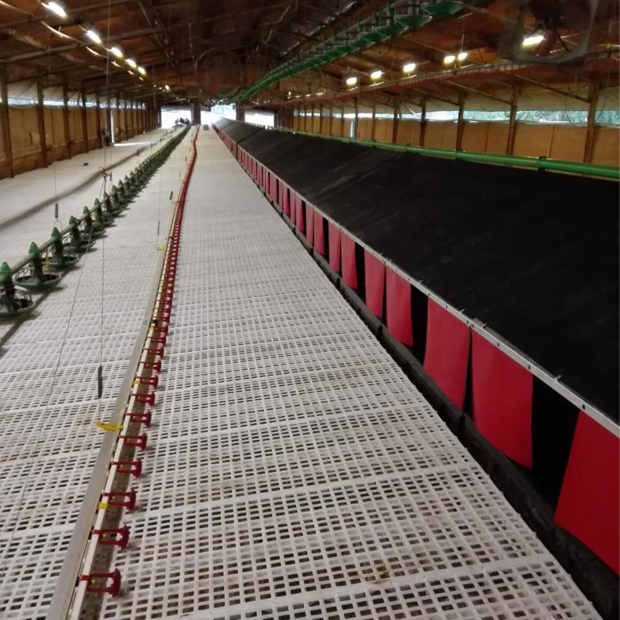 Fully Automatic Poultry Farm Cage Chicken Feeding Equipment for Sale