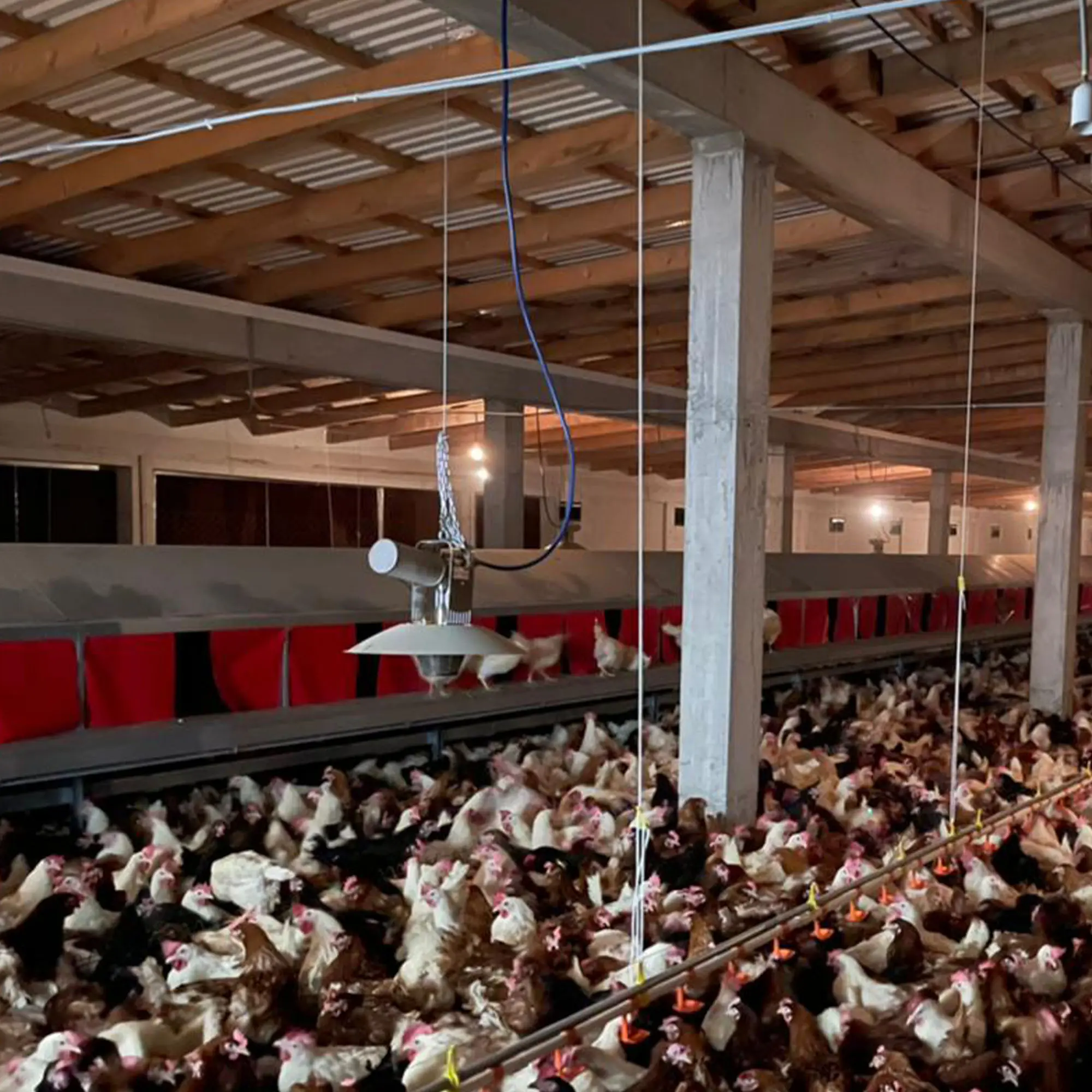 Fully Automatic Poultry Farm Cage Chicken Feeding Equipment for Sale